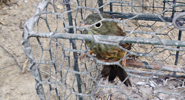 Bruant ortolan (Emberiza hortulana) – Crédit photo : LPO 