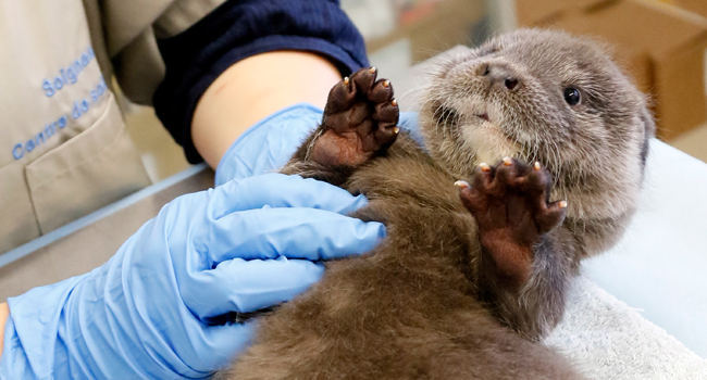 Loutre d’Europe (Lutra lutra) recueillie soignée suite à la prédation d’un chien – Crédit photo : Michel Queral / Centre de Sauvegarde LPO à Audenge