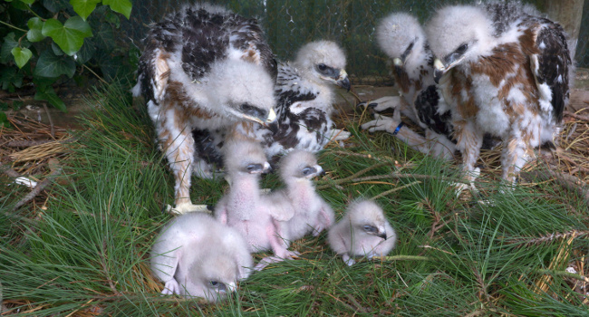 Aigles de Bonelli (Aquila fasciata) - Crédit photo : Christian Pacteau