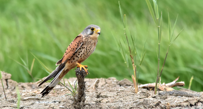 Faucon crécerelle (Falco tinnunculus) – Crédit photo :