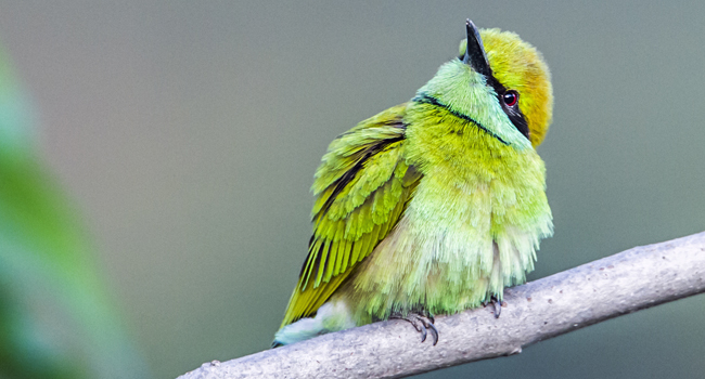 Guêpier d'Orient (Merops orientalis) - Crédit photo : Utopia