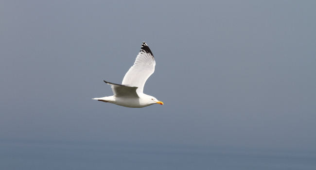 Goéland argenté (Larus argentatus) - Crédit photo : Pierre-André Farque / LPO