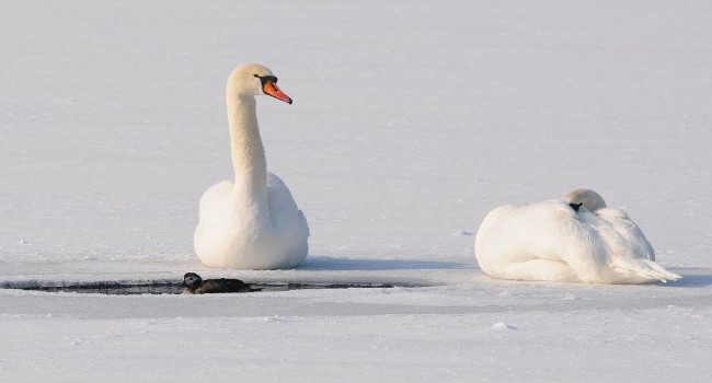 Cygne tuberculé (Cygnus olor) et Harelde boréale (Clangula hyemalis) - Crédit photo : Dragiša Petrović