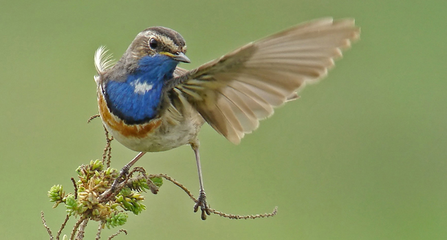 Gorgebleue à miroir (Luscinia svecica) – Crédit photo : Fabrice Croset