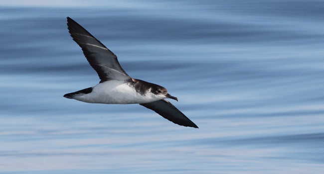 Puffin des Anglais (Puffinus puffinus) - Crédit photo : Armel Deniau