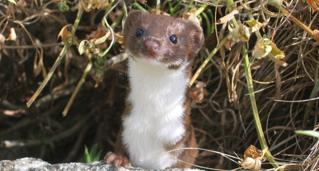 Belette d'Europe (Mustela nivalis) - Crédit photo : Gilles Bentz