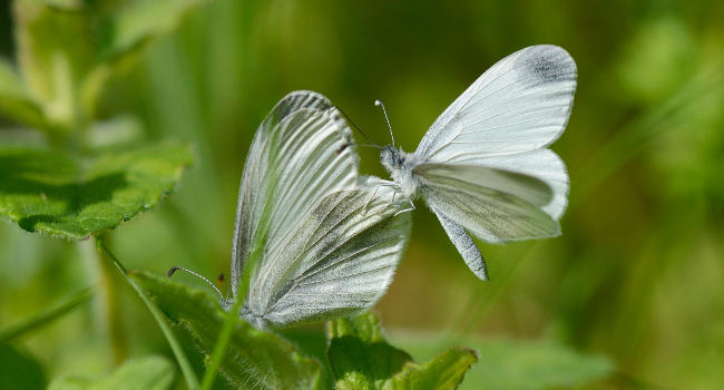 Piéride de la moutarde (Leptidea sinapis) – Crédit photo : Fabrice Cahez