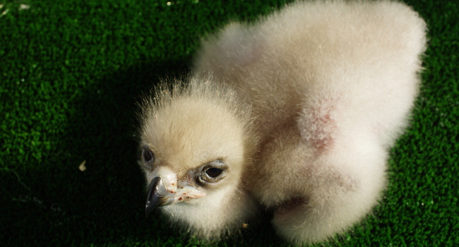 Aigles de Bonelli (Aquila fasciata) – Crédit photo : Christian Pacteau