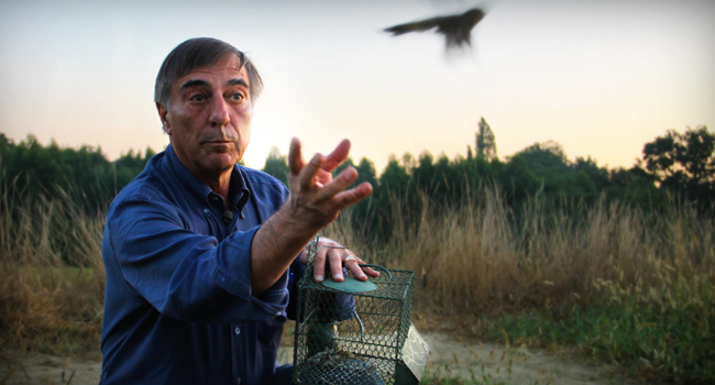 Bruant ortolan (Emberiza hortulana) libéré dans le cadre d'une opération - Crédit photo : LPO