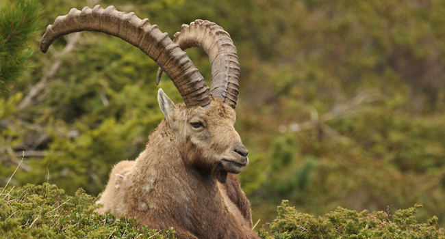 Bouquetin (Capra ibex) - Crédit photo : Cécile Rousse