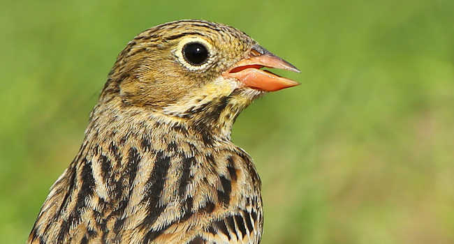 Bruant ortolan (Emberiza hortulana) – Crédit photo : Aurélien Audevard