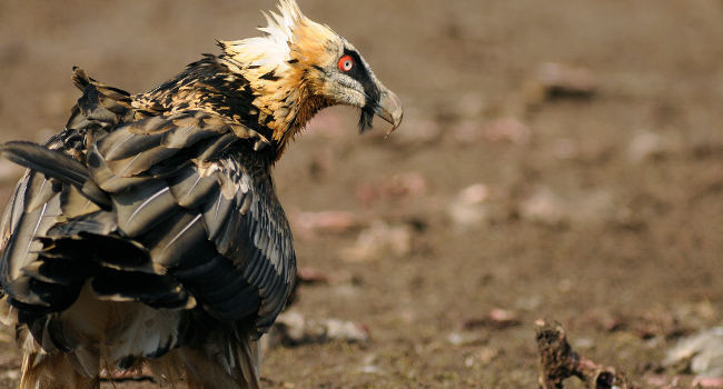 Gypaète barbu (Gypaetus barbatus) - Crédit photo : Bruno Berthémy