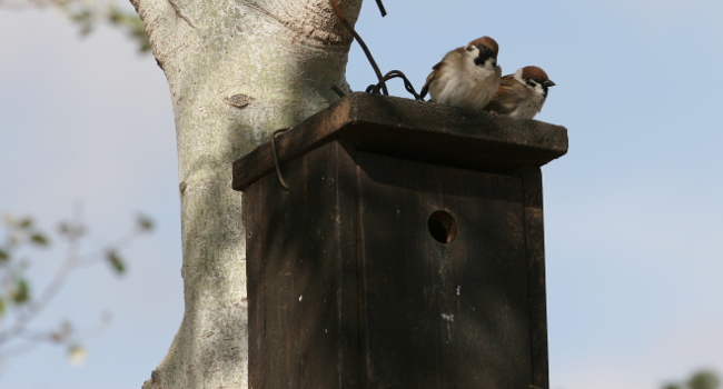 Moineau friquet (Passer montanus) - Crédit photo : Nicolas Macaire