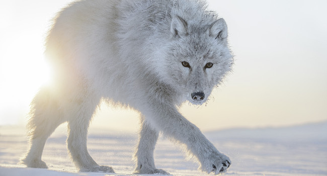 Loup arctique (Canis lupus arctos) – Crédit photo : Vincent Munier