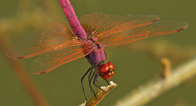 Libellule purpurine (Trithemis annulata) - Crédit photo : David Alquier / LPO Tarn