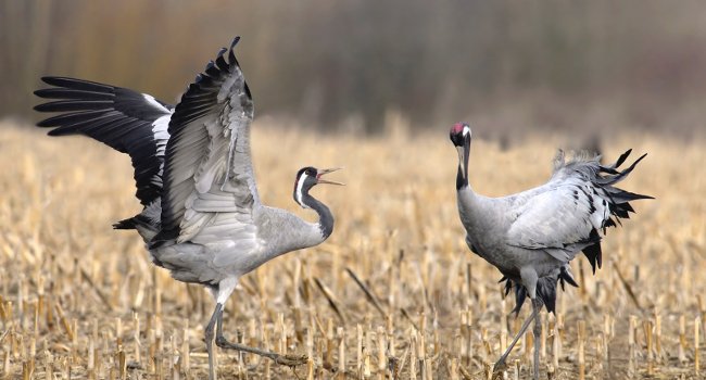 Grues cendrées (Grus grus) - Crédit photo : Dominique Duyck