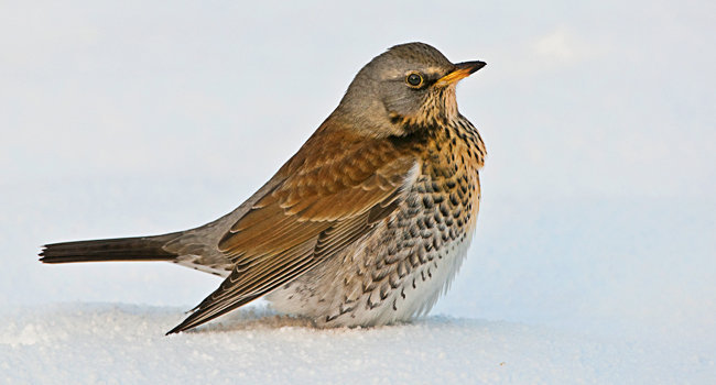 Grive litorne (Turdus pilaris) - Crédit photo : J.- J. Carlier