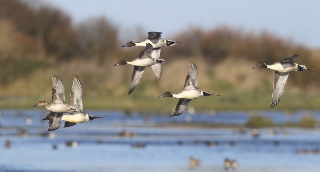 Canard pilet (Anas acuta) - Crédit photo : Émile Barbelette