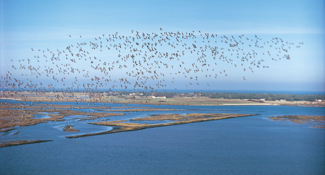 Bernaches cravants (Branta bernicla) – Crédit photo : Michel Brosselin