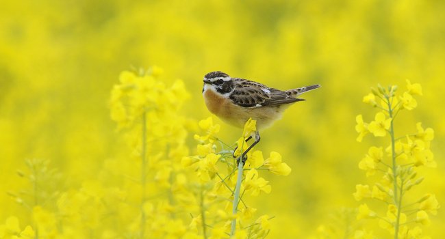 Tarier des prés (Saxicola rubetra) - Crédit photo : Fabrice Cahez