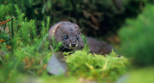 Vison d’Europe (Mustela lutreola) – Crédit photo : Gilles Martin