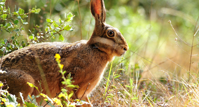 Lièvre d'Europe (Lepus europaeus) – Crédit photo : Bernard Deceuninck