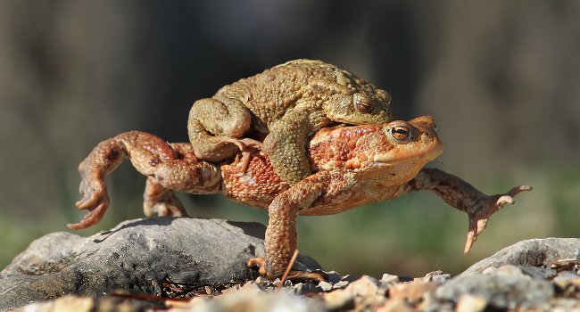 Accouplement de Crapauds communs (Bufo bufo) - Crédit photo : Yves Thonnérieux / Natur'Ailes