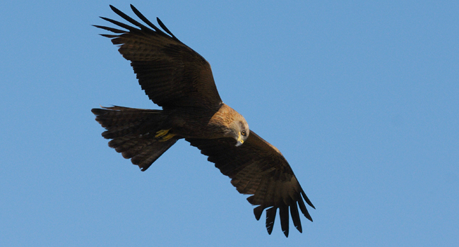 Milan noir (Milvus migrans) - Crédit photo : Bruno Berthémy