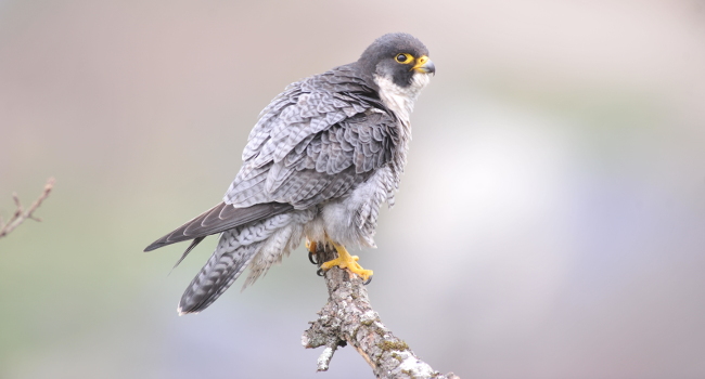 Faucon pèlerin (Falco peregrinus) - Crédit photo :