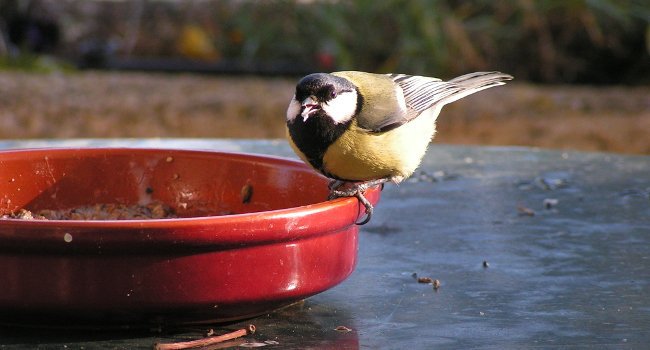 Mésange charbonnière (Parus major) - Crédit photo : Filet