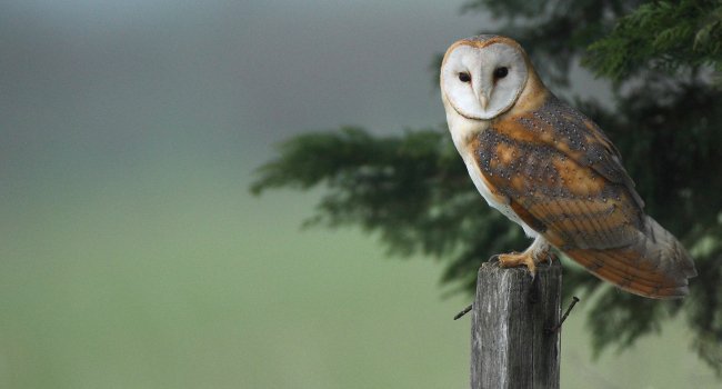 Effraie des clochers (Tyto alba) - Crédit photo : Émile Barbelette