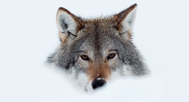 Loup gris (Canis lupus) - Crédit photo : Edwin Giesbers / Naturepl.fr