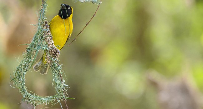 Tisserin de cabanis (Ploceus intermedius) au début de la réalisation de son nid, Botswana - Crédit photo : JL. Klein & ML. Hubert / Naturagency