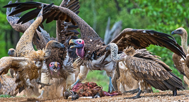 Prise de bec entre Vautours africains (Gyps africanus) et Vautours oricous (Torgos tracheliotos) lors de la curée, Parc National du Kruger, Afrique du Sud – Crédit photo : André Botha