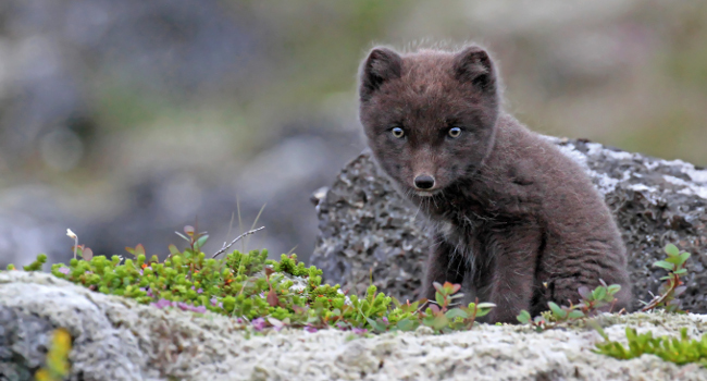 Renard polaire (Alopex lagopus) - Crédit photo : Sophie Meriotte