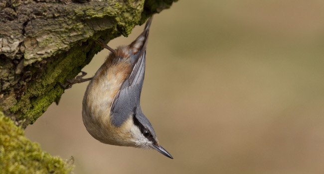 Sittelle torchepot (Sitta europaea) - Crédit photo : Guy Rogers / rspb-images.com