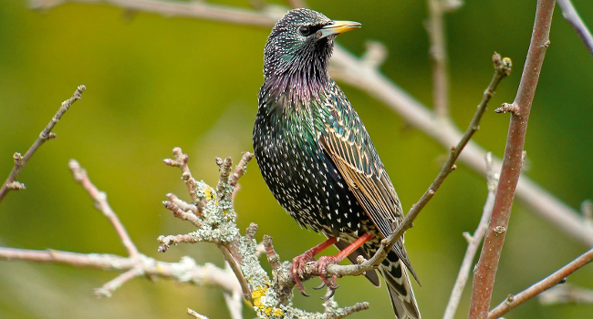 Étourneau sansonnet (Sturnus vulgaris) - Crédit photo : Fabrice Croset