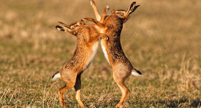 Lièvres bruns (Lepus europaeus) - Crédit photo : Frédéric Desmette / Biosphoto