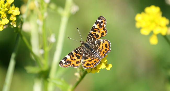 Carte géographique (Araschnia levana) - Crédit photo : Nicolas Macaire 