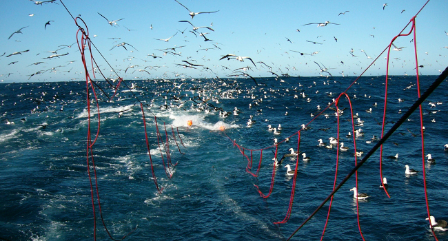 Tori lines limitant le bycatch lors de la remontée du chalut – Crédit photo : Barry Watkins