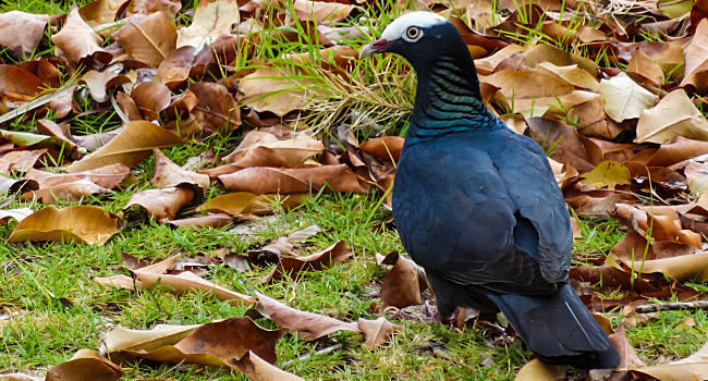 Pigeon à couronne blanche (Patagioenas leucocephala) – Crédit photo : Karl Questel