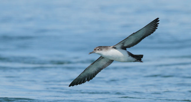 Puffin Yelkouan (Puffinus yelkouan) – Crédit photo : Michèle Mendi