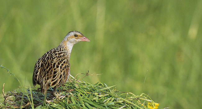 Râle des genêts (Crex crex) – Crédit photo : Emile Barbelette