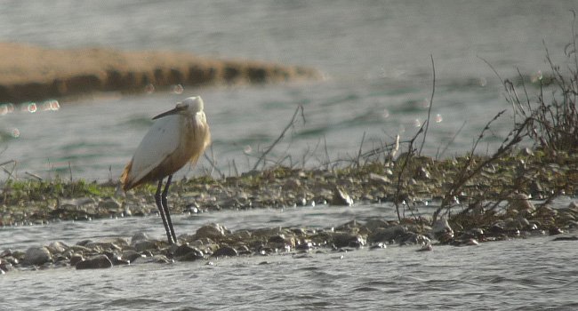 Aigrette garzette (Egretta garzetta) - Crédit photo : Cyril Maurer / Maison de Loire du Loiret