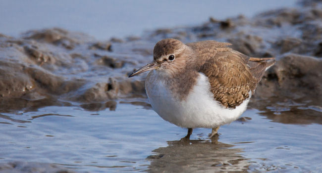 Chevalier guignette (Actitis hypoleucos)  - Crédit photo : Patrick Beaurain