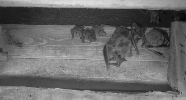 Colonie de Grands murins (Myotis myotis) – Crédit photo : LPO Touraine