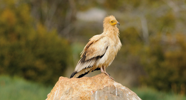 Le Vautour percnoptère (Neophron percnopterus) compte parmi les espèces les plus menacées qui se reproduisent en France. Il est classé « En danger » sur la liste rouge mondiale et fait l’objet d’un plan national d’action coordonné par la LPO - Crédit photo : Bruno Berthémy 