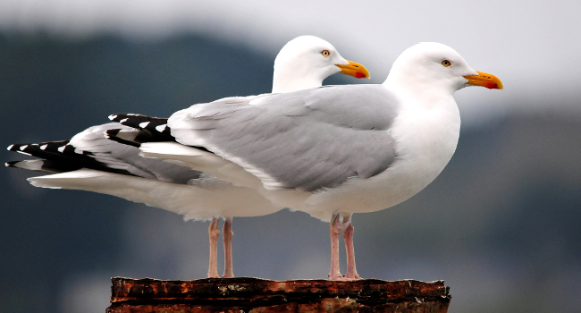 Goéland argenté (Larus argentatus) – Crédit photo : Bernard Deceuninck