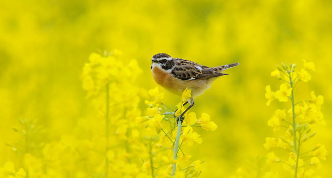 Tarier des prés (Saxicola rubetra) - Crédit photo : Fabrice Cahez