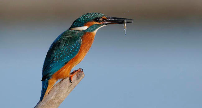 Martin-pêcheur d'Europe (Alcedo atthis) - Crédit photo : Fabrice Cahez